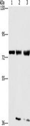 Gamma-Glutamyl Carboxylase antibody, TA350014, Origene, Western Blot image 