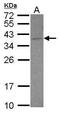 DnaJ Heat Shock Protein Family (Hsp40) Member B6 antibody, PA5-27577, Invitrogen Antibodies, Western Blot image 