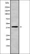 Wnt Family Member 4 antibody, orb337836, Biorbyt, Western Blot image 