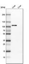Protocadherin-18 antibody, HPA017976, Atlas Antibodies, Western Blot image 