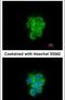 Mitochondrial Intermediate Peptidase antibody, PA5-28269, Invitrogen Antibodies, Immunofluorescence image 