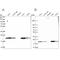 Mitochondrially Encoded Cytochrome C Oxidase II antibody, NBP2-37930, Novus Biologicals, Western Blot image 