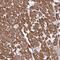 Myogenesis Regulating Glycosidase (Putative) antibody, NBP2-31830, Novus Biologicals, Immunohistochemistry frozen image 