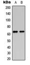Hyaluronan-binding protein 2 antibody, LS-C354384, Lifespan Biosciences, Western Blot image 