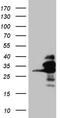 RAN Binding Protein 1 antibody, TA811554, Origene, Western Blot image 