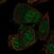 Nucleic Acid Binding Protein 1 antibody, NBP2-56314, Novus Biologicals, Immunofluorescence image 