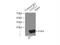 Coactosin Like F-Actin Binding Protein 1 antibody, 10781-1-AP, Proteintech Group, Immunoprecipitation image 
