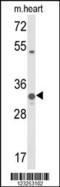 Coenzyme Q5, Methyltransferase antibody, 63-893, ProSci, Western Blot image 