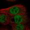 Mitochondrial Fission Regulator 1 Like antibody, PA5-55512, Invitrogen Antibodies, Immunofluorescence image 