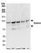 Drebrin 1 antibody, A304-517A, Bethyl Labs, Western Blot image 