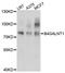 Beta-1,4-N-Acetyl-Galactosaminyltransferase 1 antibody, abx002820, Abbexa, Western Blot image 