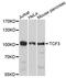 Transcription Factor 3 antibody, A0520, ABclonal Technology, Western Blot image 