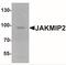 Janus Kinase And Microtubule Interacting Protein 2 antibody, NBP2-41202, Novus Biologicals, Western Blot image 