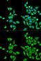 Cocaine esterase antibody, GTX55569, GeneTex, Immunocytochemistry image 