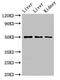 Tyrosylprotein Sulfotransferase 1 antibody, CSB-PA024132LA01HU, Cusabio, Western Blot image 