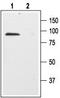 p75 ICD antibody, TA328682, Origene, Western Blot image 