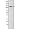 Homeodomain Interacting Protein Kinase 3 antibody, abx215890, Abbexa, Western Blot image 