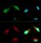 BMI1 Proto-Oncogene, Polycomb Ring Finger antibody, GTX48576, GeneTex, Immunofluorescence image 