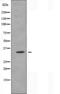 MAS Related GPR Family Member G antibody, orb227493, Biorbyt, Western Blot image 