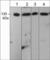 DRF3 antibody, DP3491, ECM Biosciences, Western Blot image 