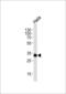 Ribosomal Protein S6 antibody, 55-118, ProSci, Western Blot image 