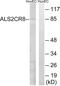 Calcium Responsive Transcription Factor antibody, abx014187, Abbexa, Western Blot image 