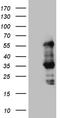 SLC2A4 regulator antibody, CF810291, Origene, Western Blot image 