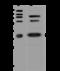 Caspase 7 antibody, 310199-T46, Sino Biological, Western Blot image 