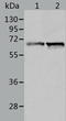 Delta-1-pyrroline-5-carboxylate dehydrogenase, mitochondrial antibody, TA323995, Origene, Western Blot image 