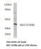 Mitochondrially Encoded NADH:Ubiquinone Oxidoreductase Core Subunit 1 antibody, LS-C177476, Lifespan Biosciences, Western Blot image 