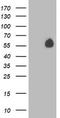 Nectin Cell Adhesion Molecule 1 antibody, TA503498, Origene, Western Blot image 