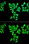 Hyaluronan And Proteoglycan Link Protein 1 antibody, GTX32643, GeneTex, Immunofluorescence image 