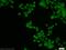 Negative Elongation Factor Complex Member B antibody, 16418-1-AP, Proteintech Group, Immunofluorescence image 