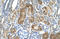 Solute Carrier Family 7 Member 8 antibody, orb325105, Biorbyt, Immunohistochemistry paraffin image 