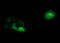 Synaptophysin antibody, LS-C174790, Lifespan Biosciences, Immunofluorescence image 