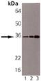 Syntaxin-6 antibody, M06586, Boster Biological Technology, Western Blot image 