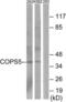 COP9 Signalosome Subunit 5 antibody, LS-C119190, Lifespan Biosciences, Western Blot image 