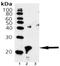 HspB5 antibody, ADI-SPA-226-D, Enzo Life Sciences, Western Blot image 