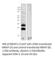 Melanocortin 2 Receptor Accessory Protein 2 antibody, MRAP2-212AP, FabGennix, Western Blot image 