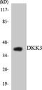 Dickkopf WNT Signaling Pathway Inhibitor 3 antibody, LS-C291879, Lifespan Biosciences, Western Blot image 