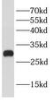 BCL2 Like 12 antibody, FNab00845, FineTest, Western Blot image 