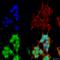 Inositol polyphosphate 5-phosphatase OCRL-1 antibody, SMC-464D-HRP, StressMarq, Immunofluorescence image 