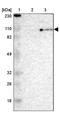 Minichromosome Maintenance Complex Component 3 antibody, PA5-52105, Invitrogen Antibodies, Western Blot image 