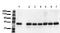 p42-MAPK antibody, AM00086PU-N, Origene, Western Blot image 