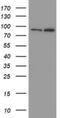 Myoneurin antibody, NBP2-46070, Novus Biologicals, Western Blot image 