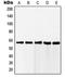 RAB11 Family Interacting Protein 2 antibody, LS-C353320, Lifespan Biosciences, Western Blot image 