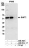 Serine Hydroxymethyltransferase 2 antibody, A305-350A, Bethyl Labs, Immunoprecipitation image 