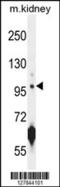 Carnosine Synthase 1 antibody, 55-271, ProSci, Western Blot image 