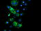 NADH-cytochrome b5 reductase 1 antibody, TA504564S, Origene, Immunofluorescence image 