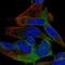 Spermatogenesis Associated Serine Rich 2 antibody, HPA066105, Atlas Antibodies, Immunocytochemistry image 